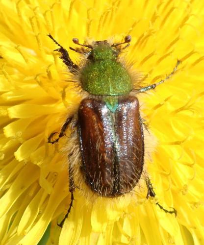 Réf. 205 870 : Pygopleurus sp.